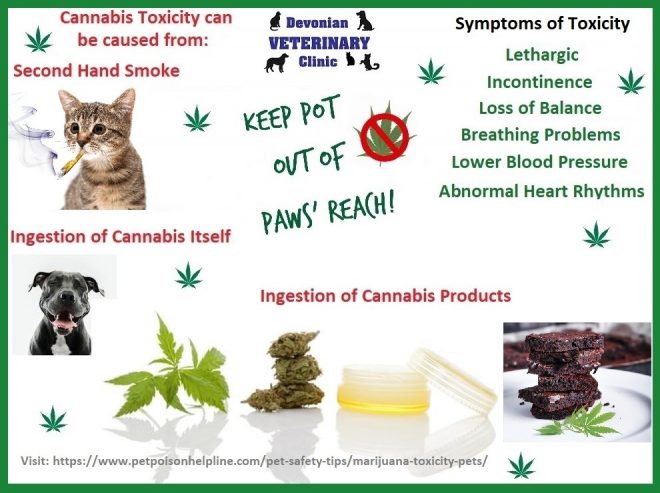 Cannabis and your Pet – Devonian Veterinary Clinic & Devon Spay ...