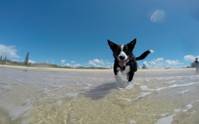 image for 5 summer vacations you can bring your dog on